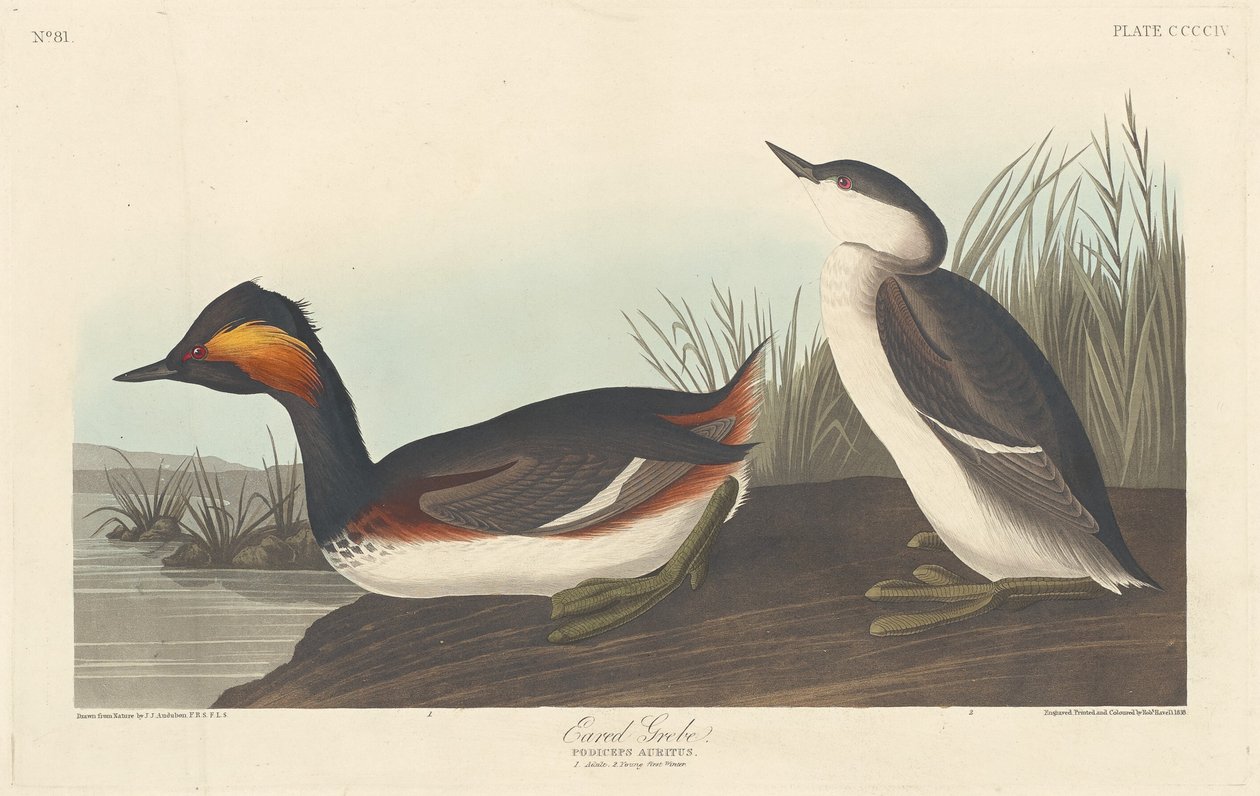 Perkoz uszaty autorstwa Robert Havell after John James Audubon