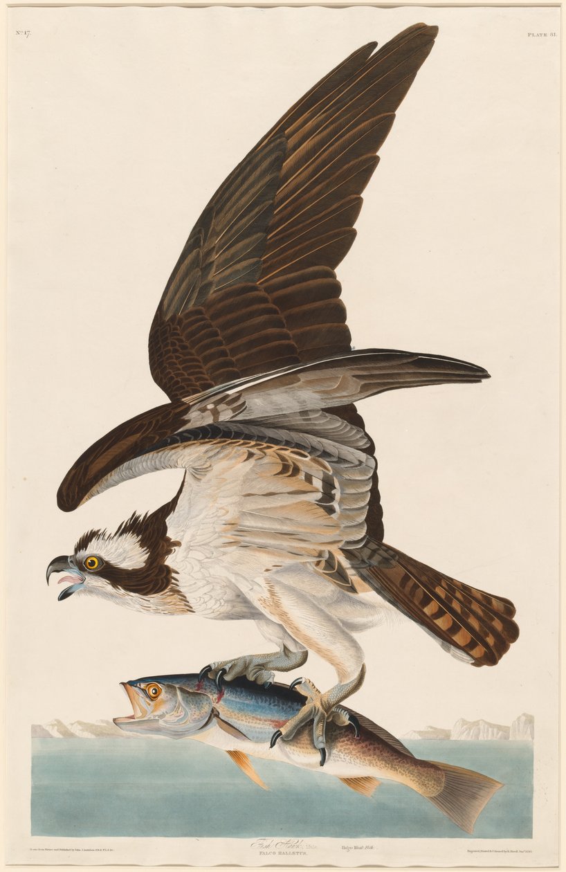 Ryba Jastrząb autorstwa Robert Havell after John James Audubon
