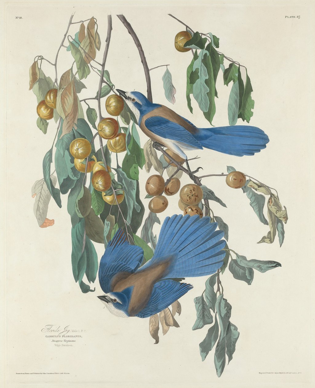 Floryda Jays autorstwa Robert Havell after John James Audubon