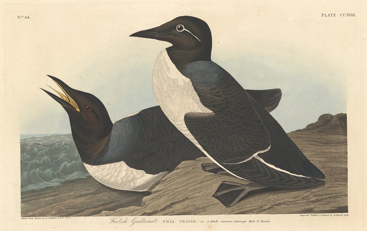 Głupi Guillemot autorstwa Robert Havell after John James Audubon