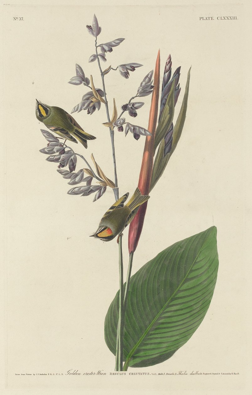 Strzyżyk złotoczuby autorstwa Robert Havell after John James Audubon