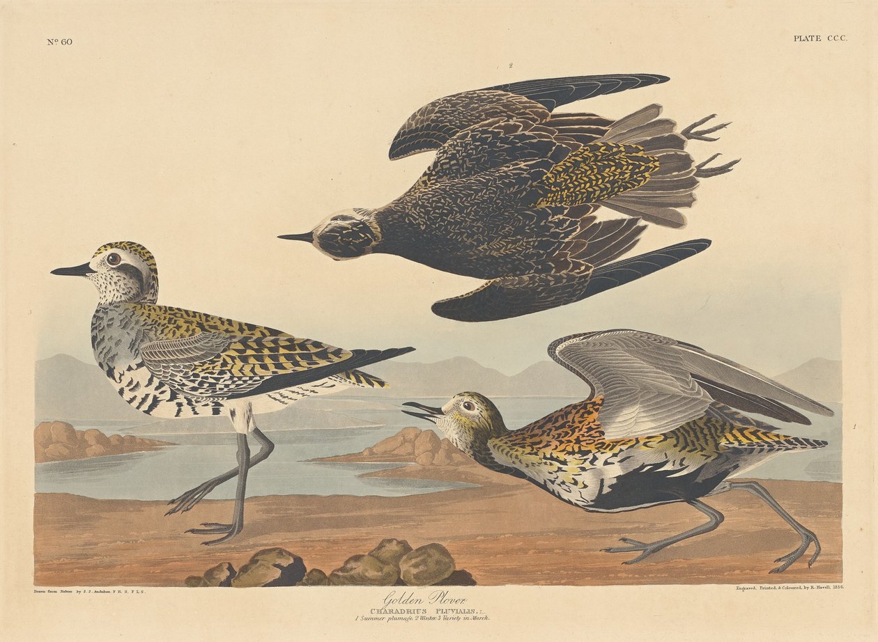 Sieweczka złota autorstwa Robert Havell after John James Audubon
