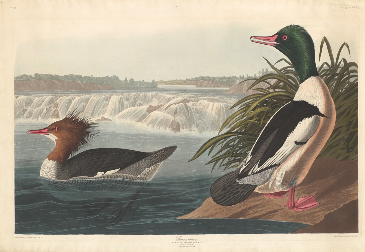 Nurogęś autorstwa Robert Havell after John James Audubon