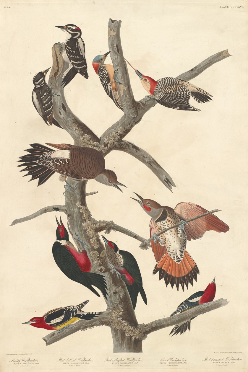 włochaty dzięcioł autorstwa Robert Havell after John James Audubon