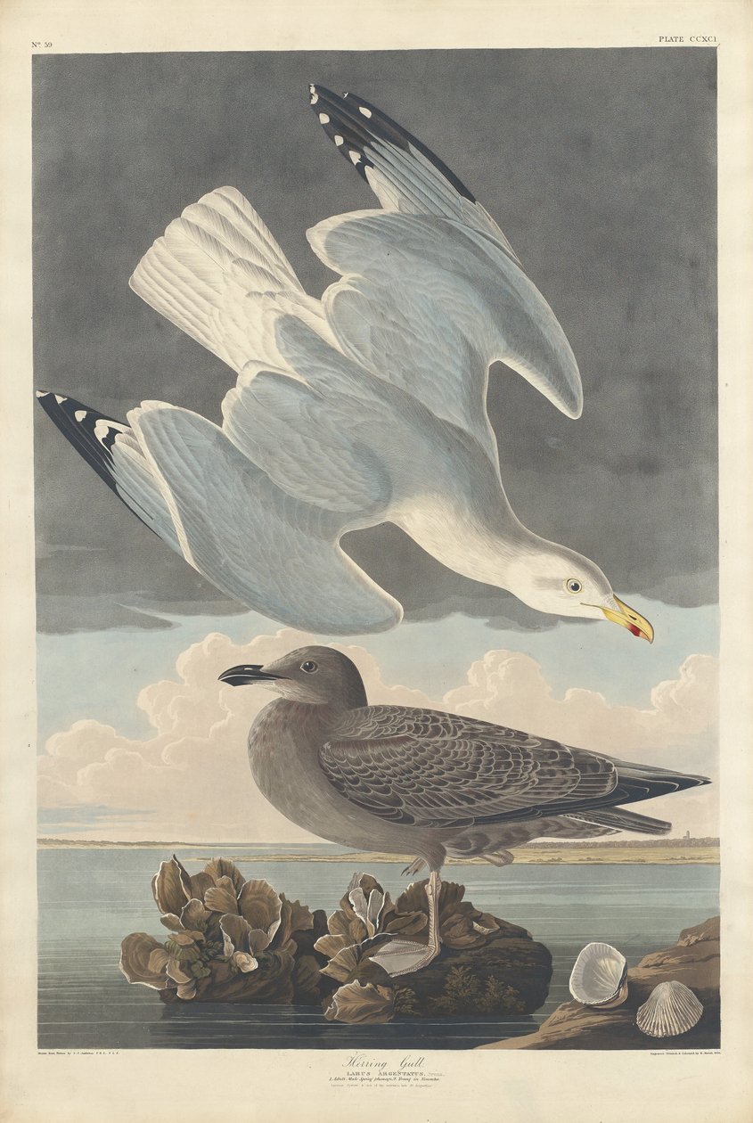 mewa srebrzysta autorstwa Robert Havell after John James Audubon