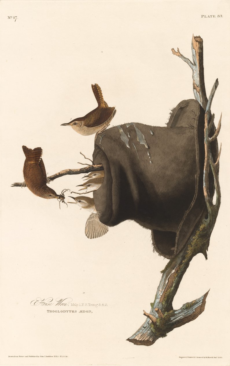Dom Wren autorstwa Robert Havell after John James Audubon