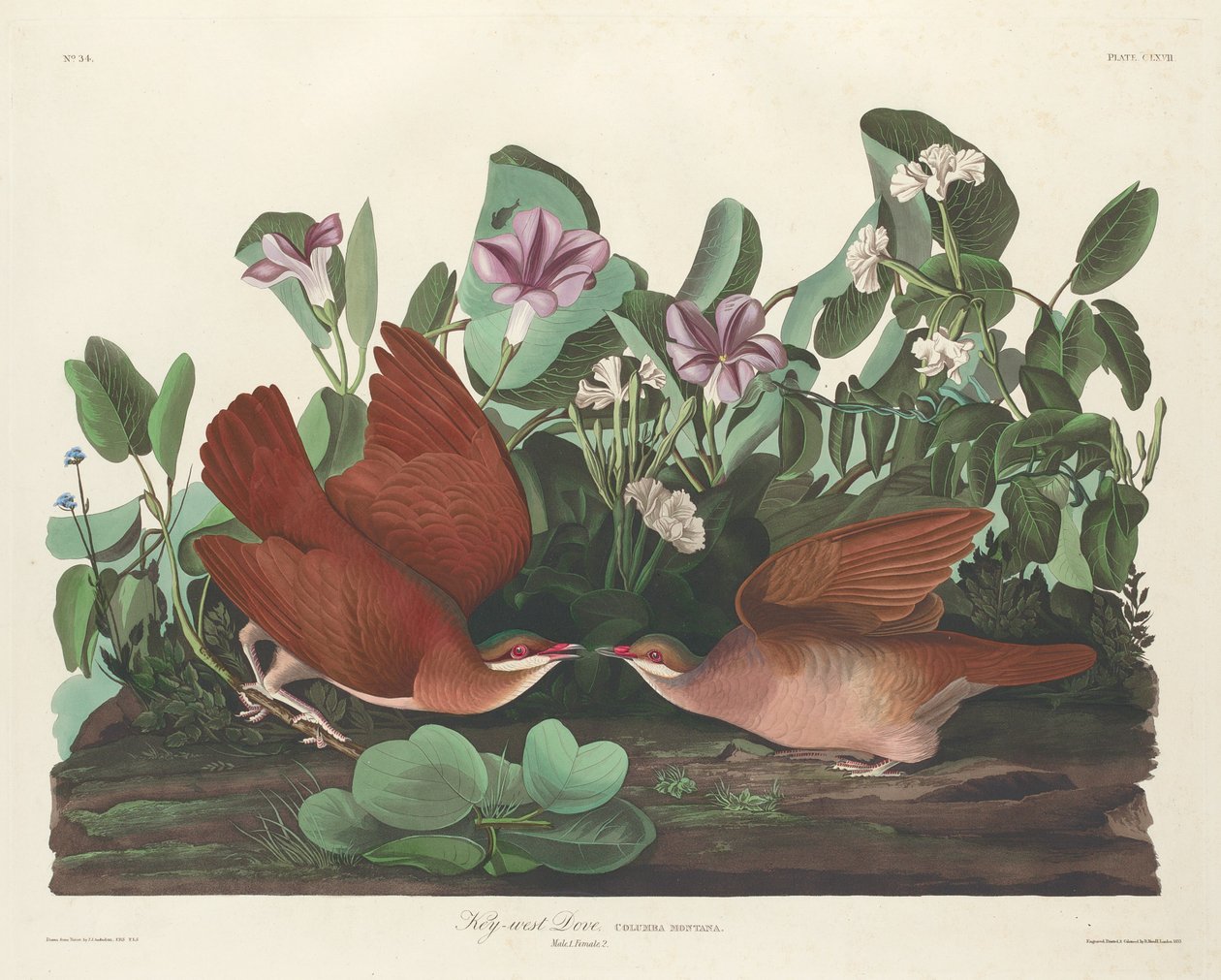 Key-west Dove autorstwa Robert Havell after John James Audubon