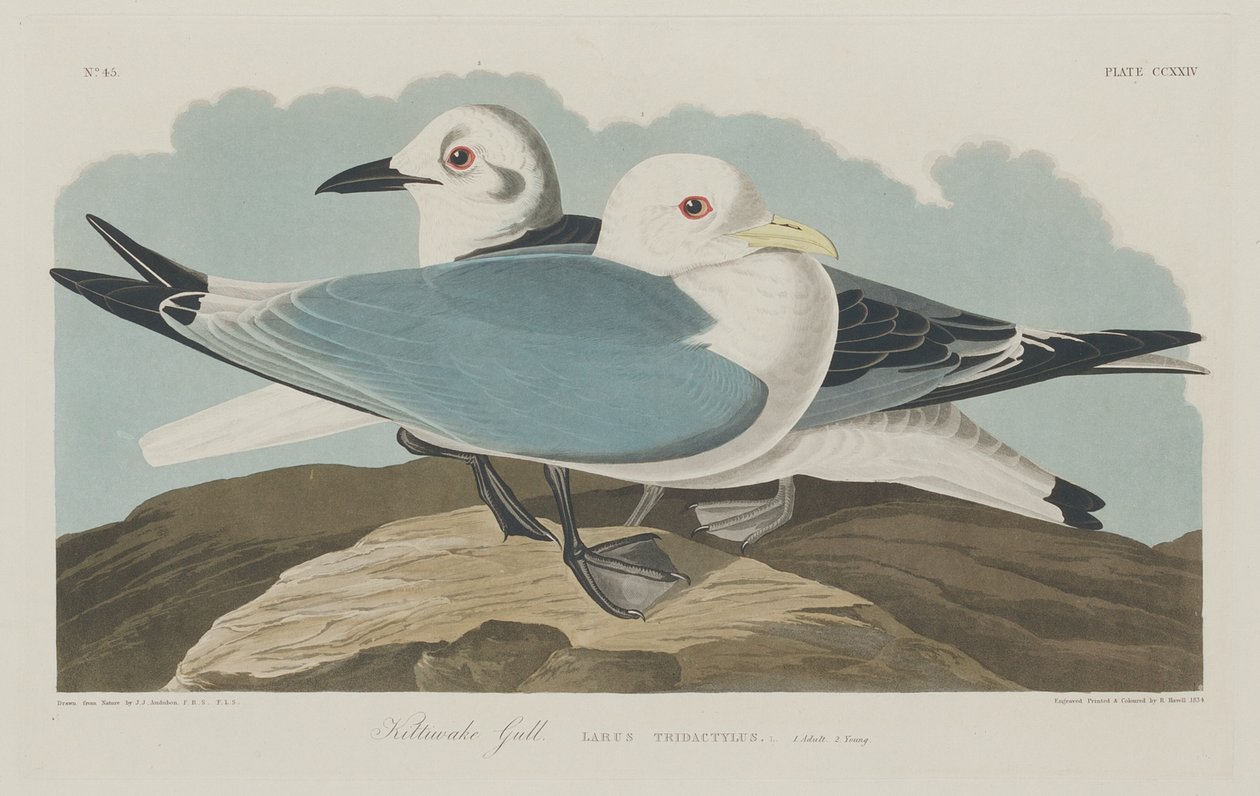 Kittiwake Złoto autorstwa Robert Havell after John James Audubon
