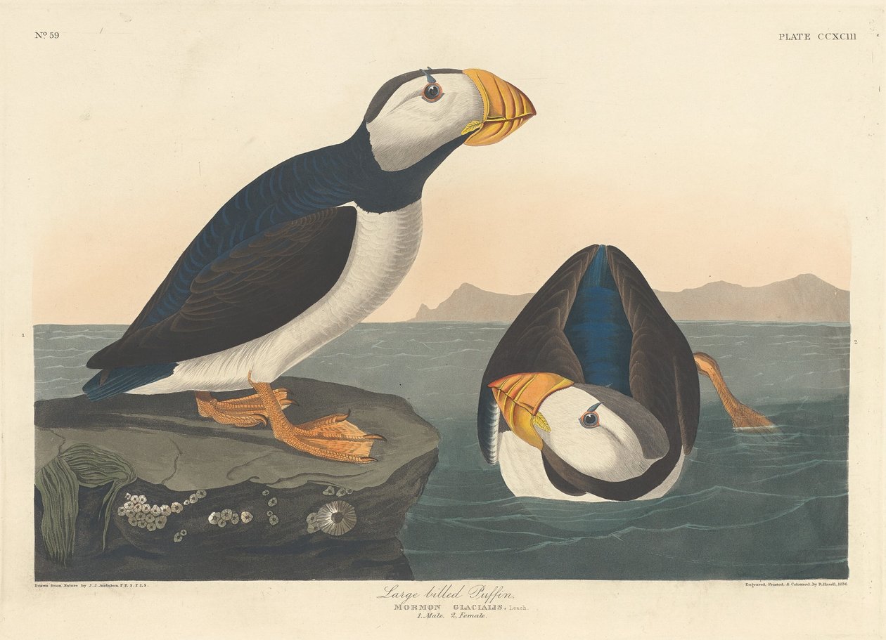 Maskonur wielkodzioby autorstwa Robert Havell after John James Audubon
