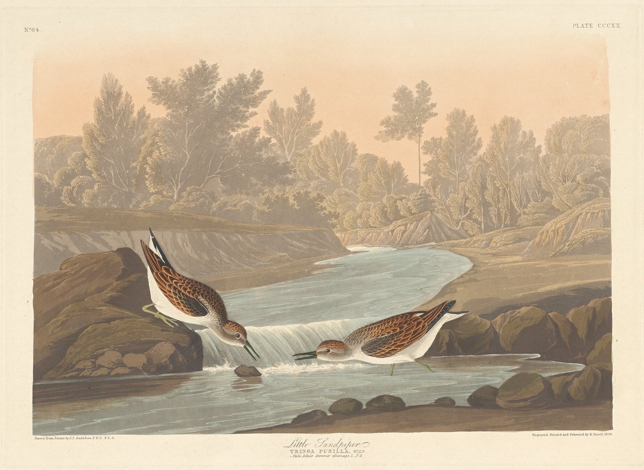 Mały Sandpiper autorstwa Robert Havell after John James Audubon
