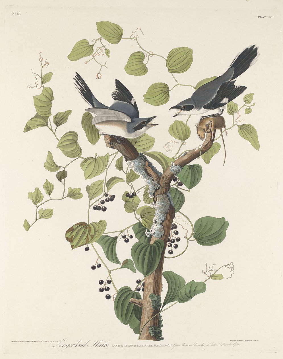 Karłowata Dzierzba autorstwa Robert Havell after John James Audubon