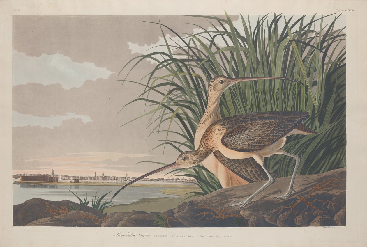 Kulik długodzioby autorstwa Robert Havell after John James Audubon