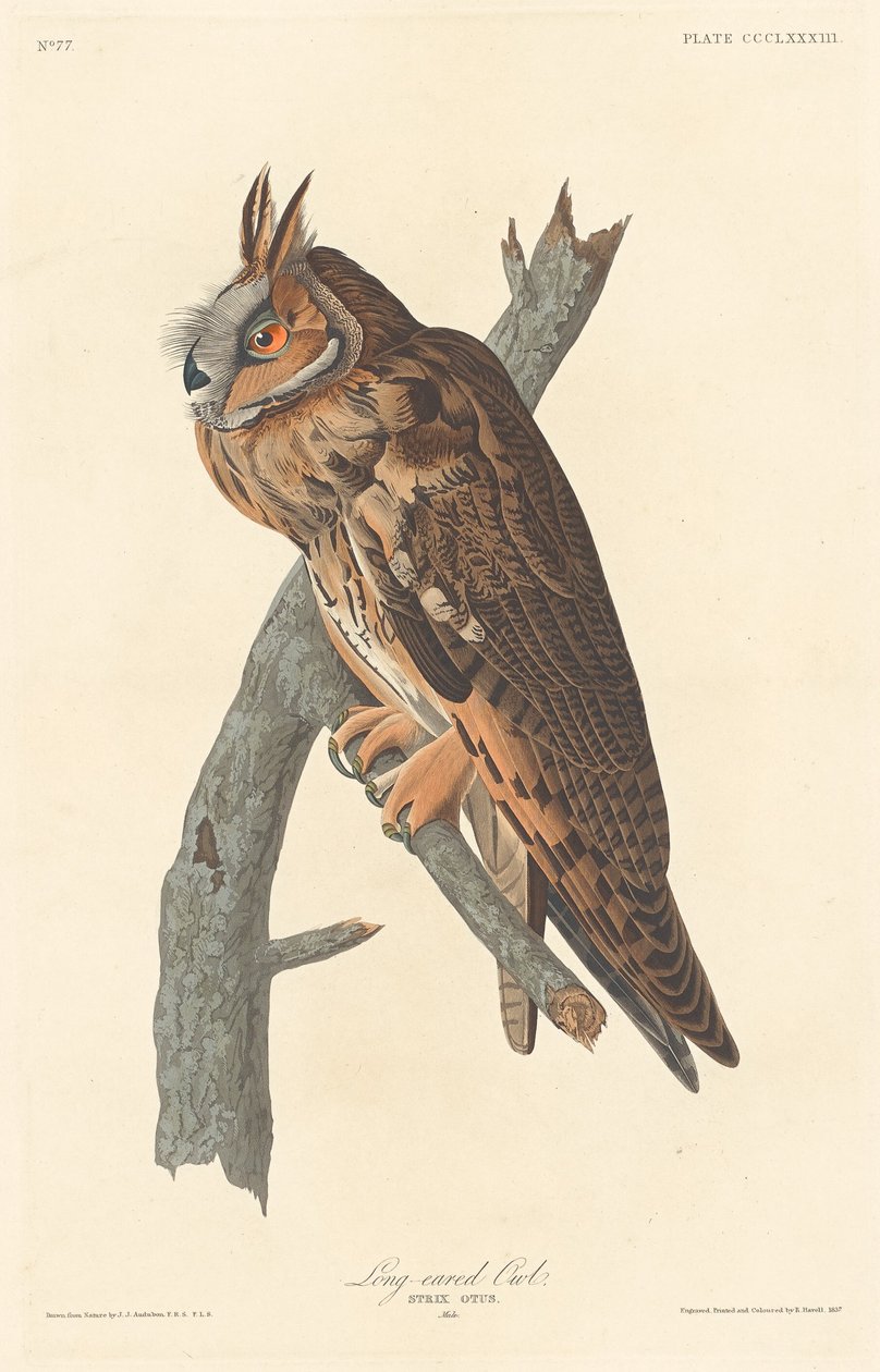 Sowa uszata autorstwa Robert Havell after John James Audubon
