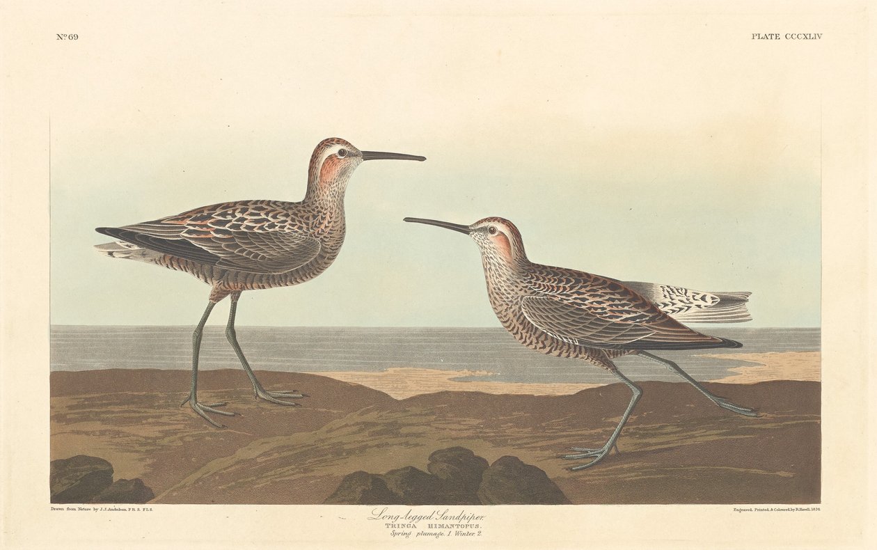 Długonogi Sandpiper autorstwa Robert Havell after John James Audubon