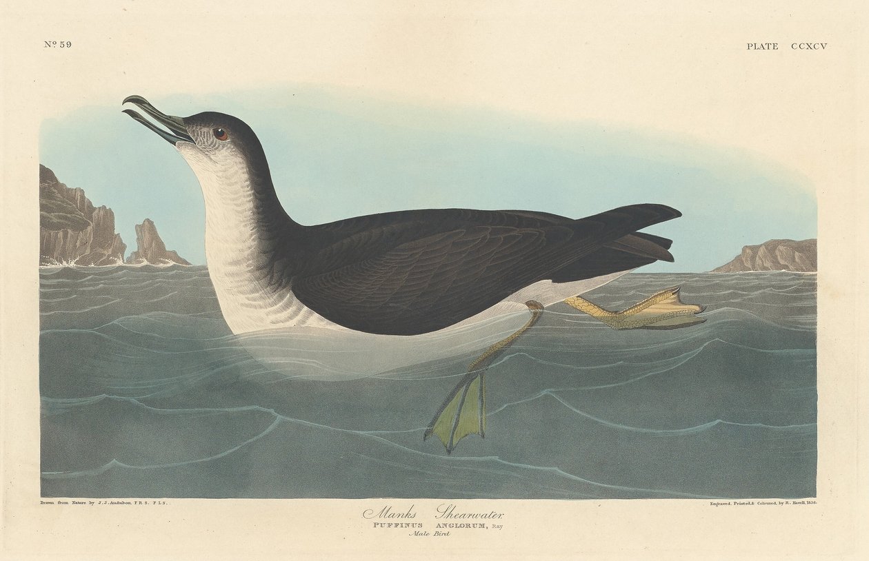Burzyk Manksa autorstwa Robert Havell after John James Audubon