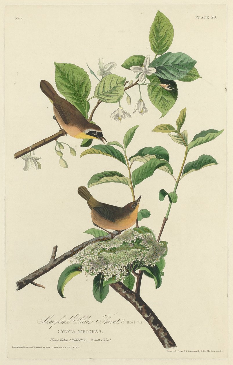 Maryland Żółte Gardło autorstwa Robert Havell after John James Audubon