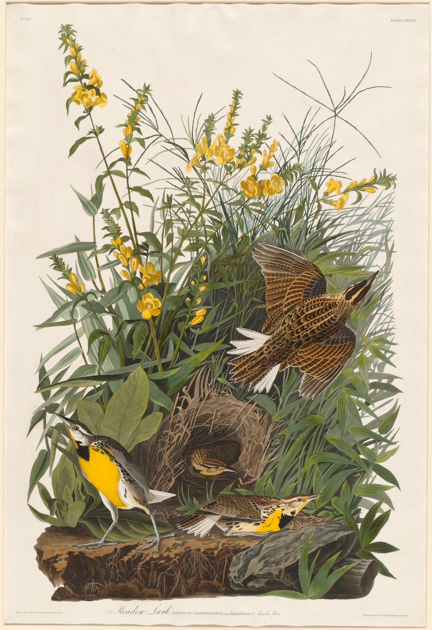 Skowronek Łąkowy autorstwa Robert Havell after John James Audubon