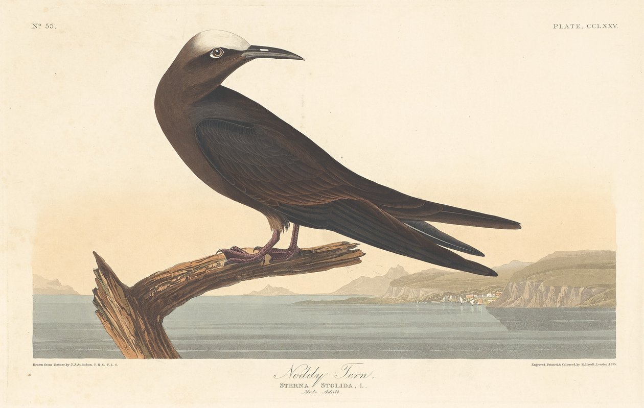 Noddy rybitwa autorstwa Robert Havell after John James Audubon