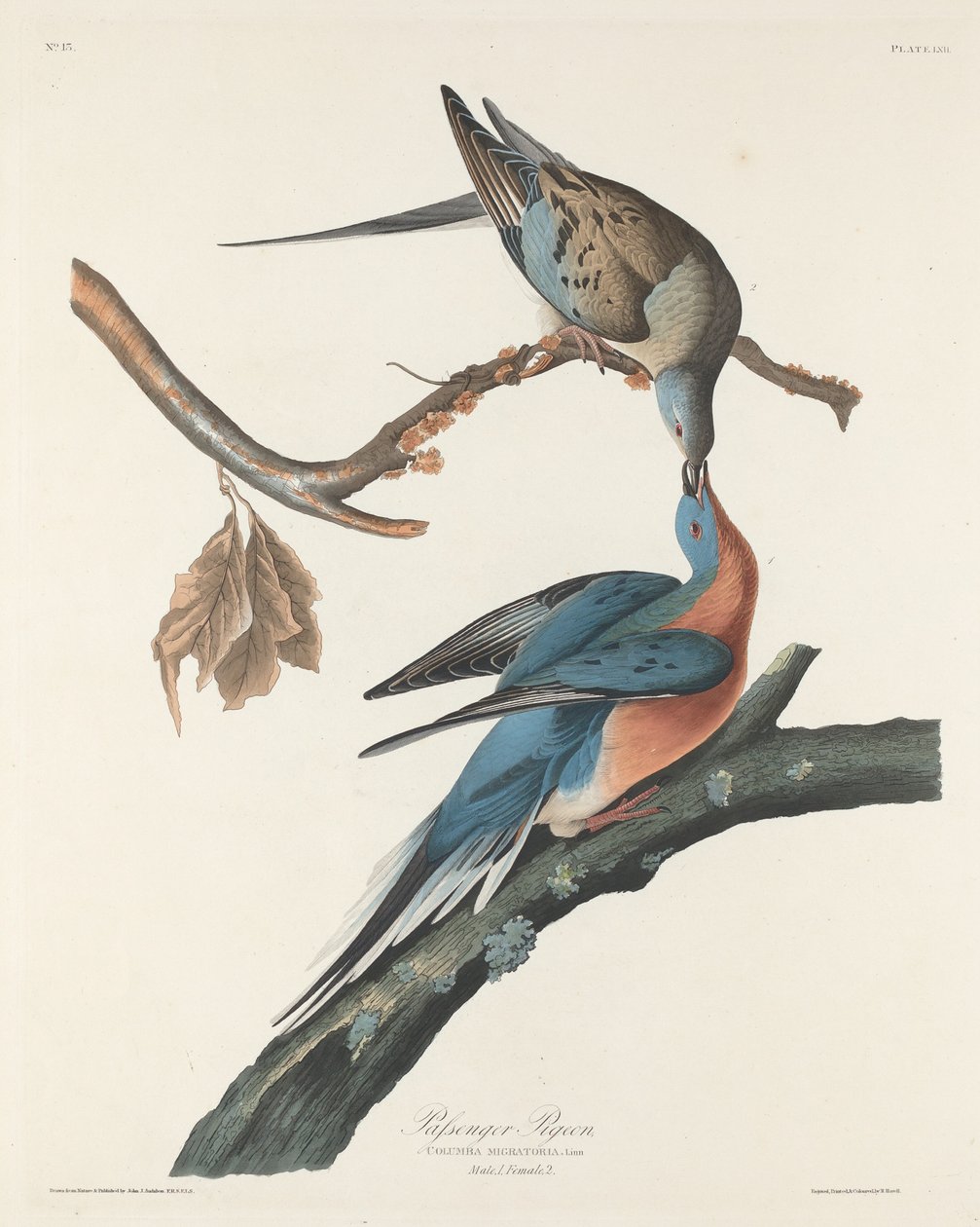 Gołąb wędrowny autorstwa Robert Havell after John James Audubon