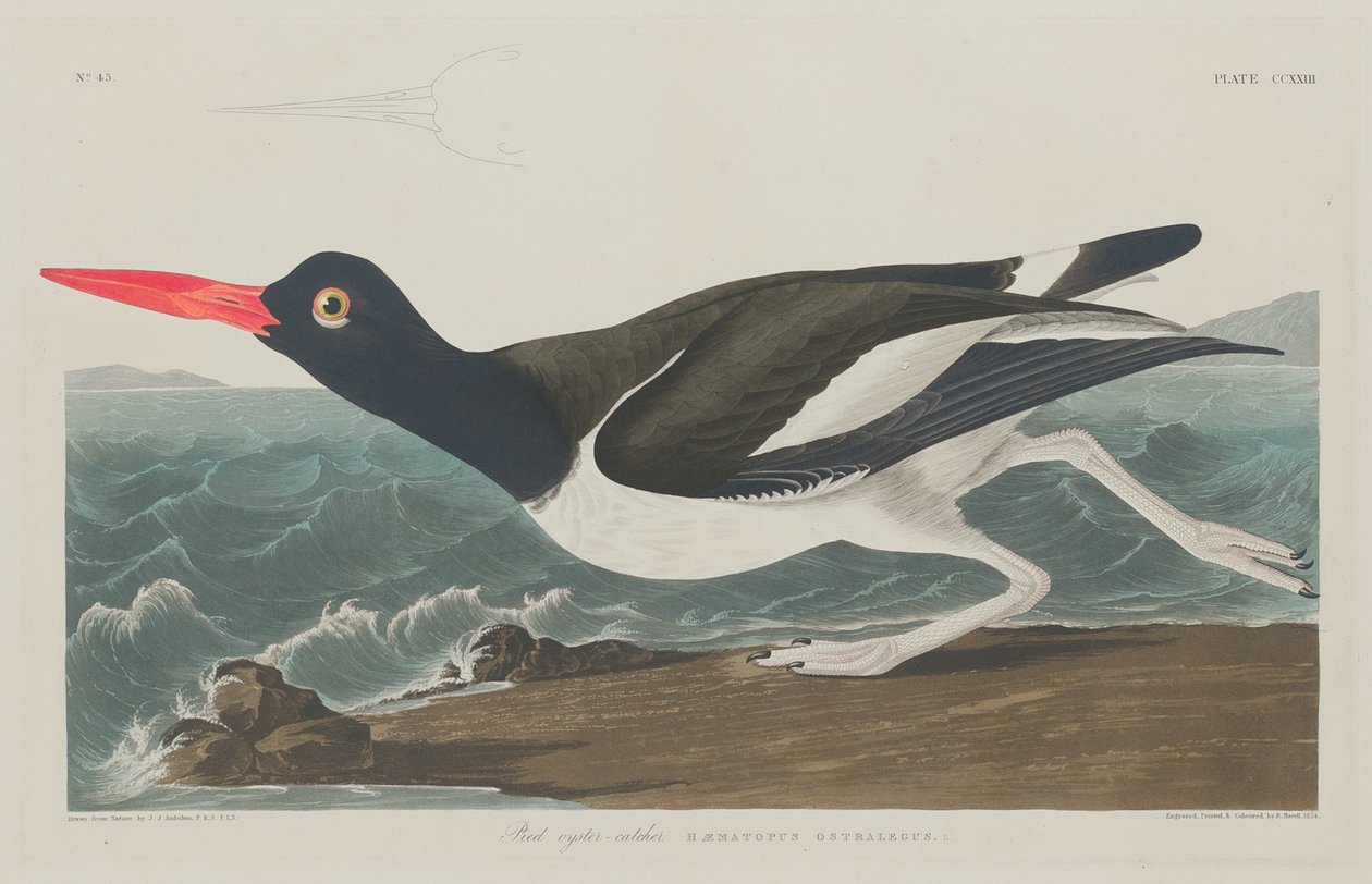 Łapacz ostryg autorstwa Robert Havell after John James Audubon