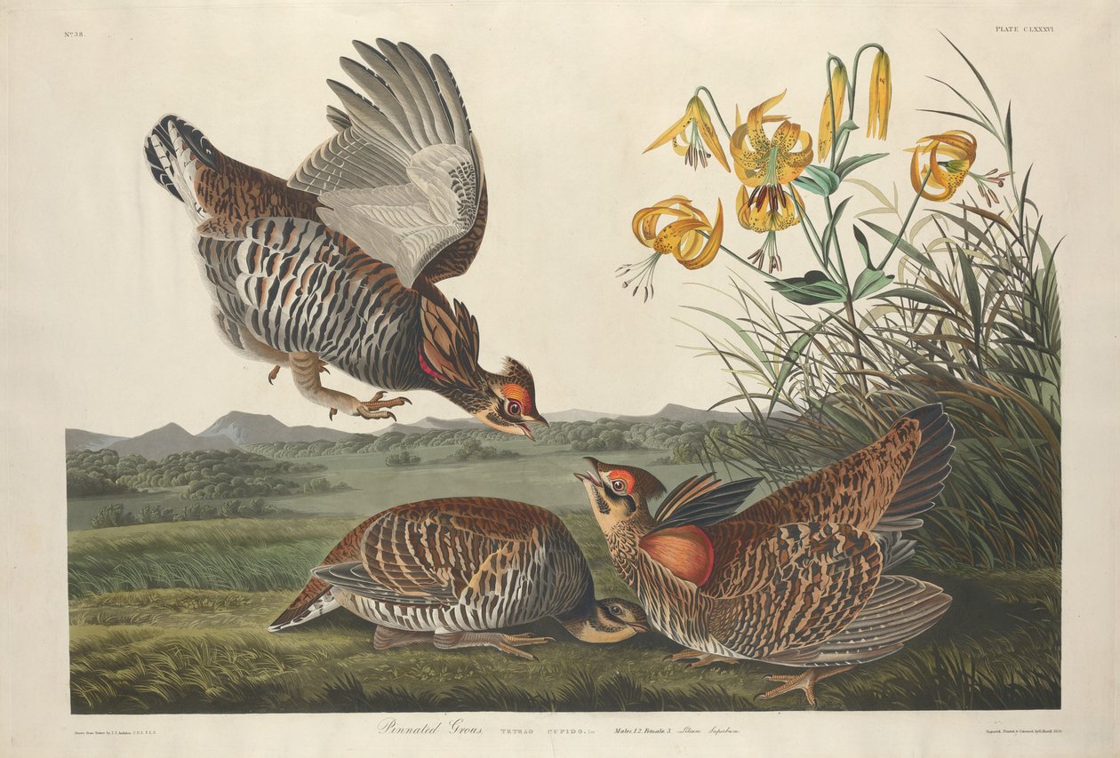 Cietrzew Przypięty autorstwa Robert Havell after John James Audubon
