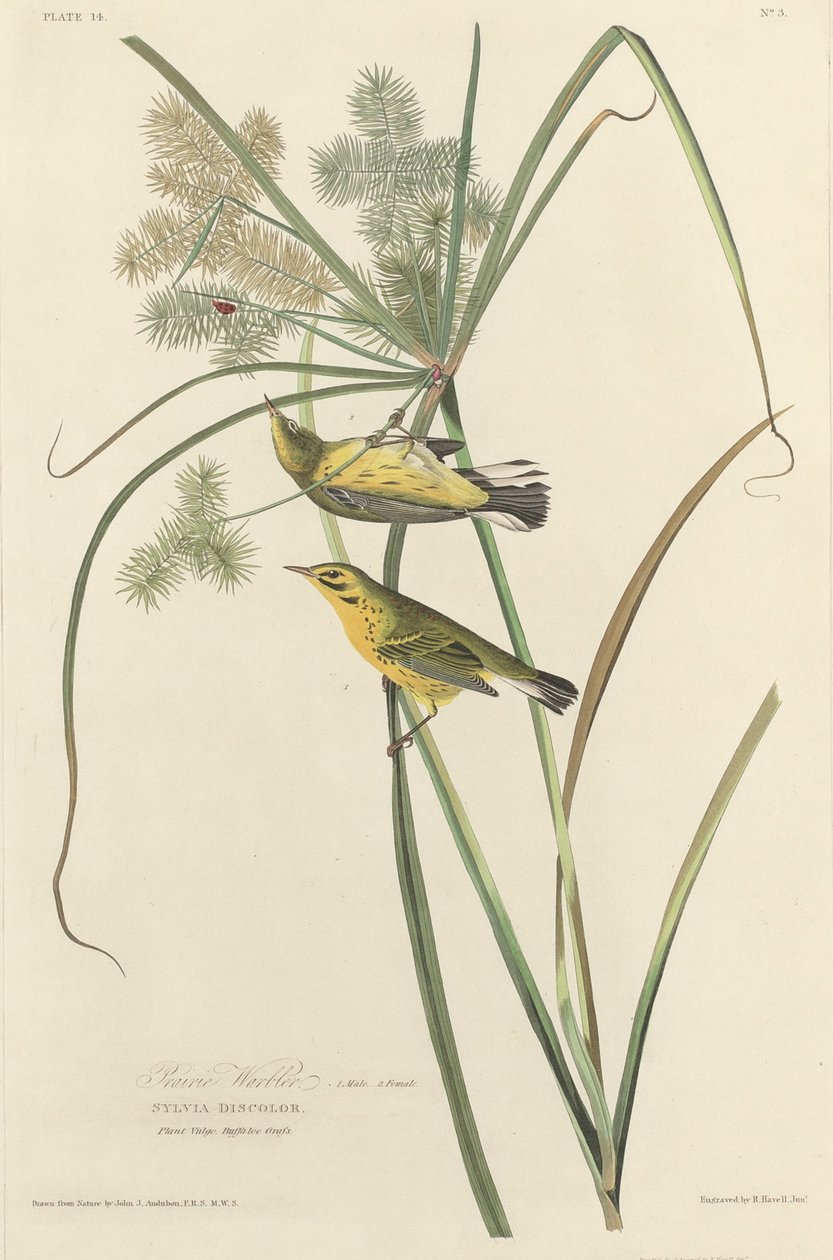 Pokrzewka preriowa autorstwa Robert Havell after John James Audubon