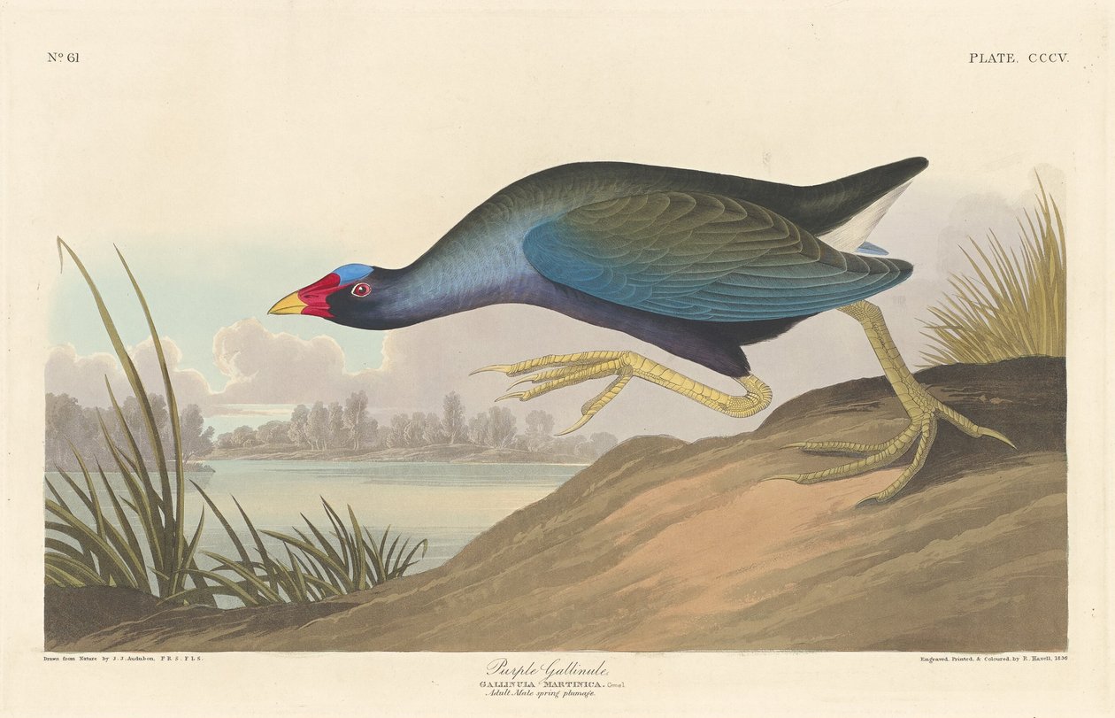 Fioletowy Gallinule autorstwa Robert Havell after John James Audubon