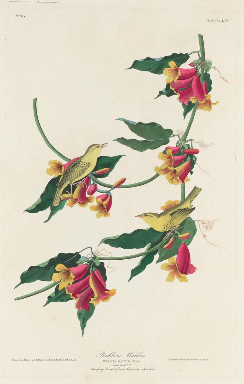 Pokrzewka Rathbone autorstwa Robert Havell after John James Audubon
