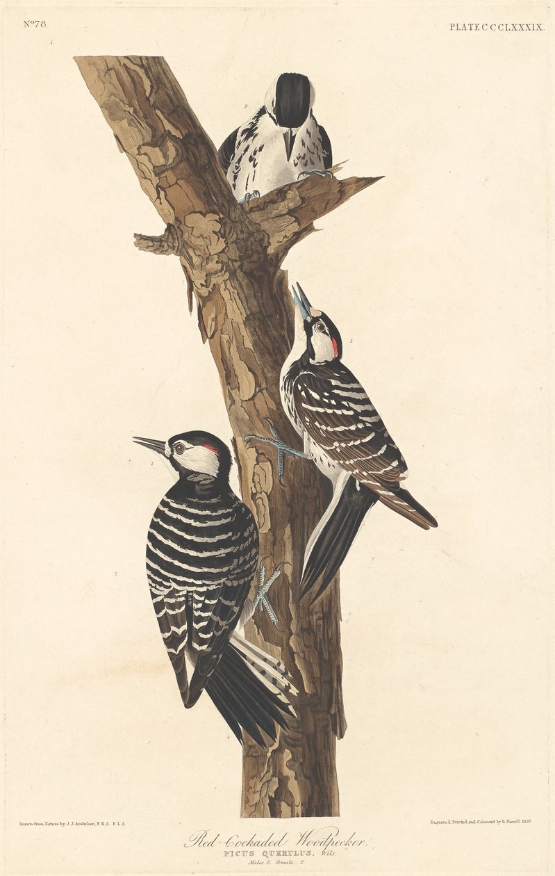 Dzięcioł czerwonobrzuchy autorstwa Robert Havell after John James Audubon