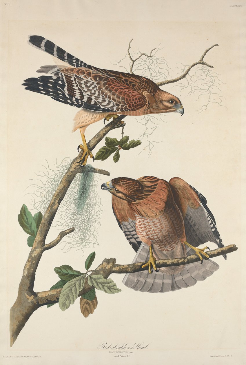 Czerwony jastrząb autorstwa Robert Havell after John James Audubon