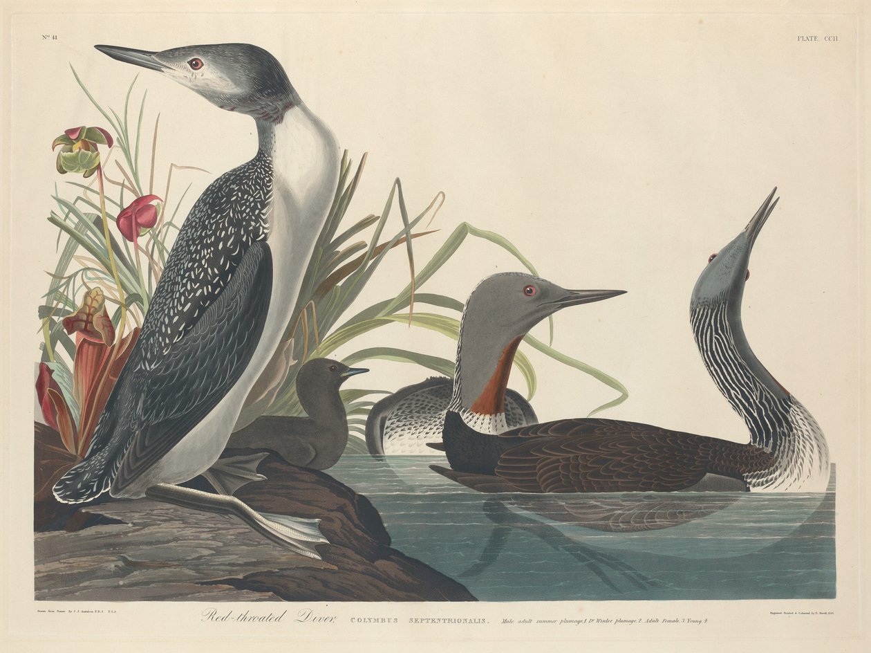 nurek czerwonoszyi autorstwa Robert Havell after John James Audubon