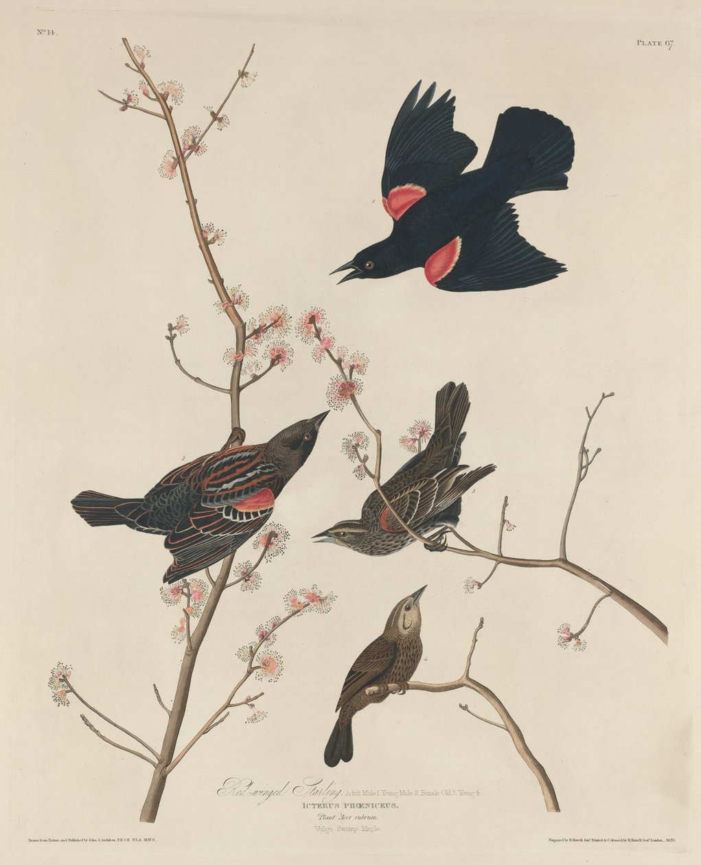 Czerwonoskrzydły Szpak autorstwa Robert Havell after John James Audubon