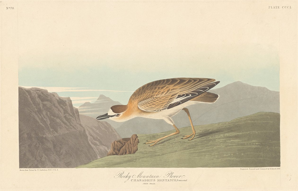 Sieweczka Gór Skalistych autorstwa Robert Havell after John James Audubon