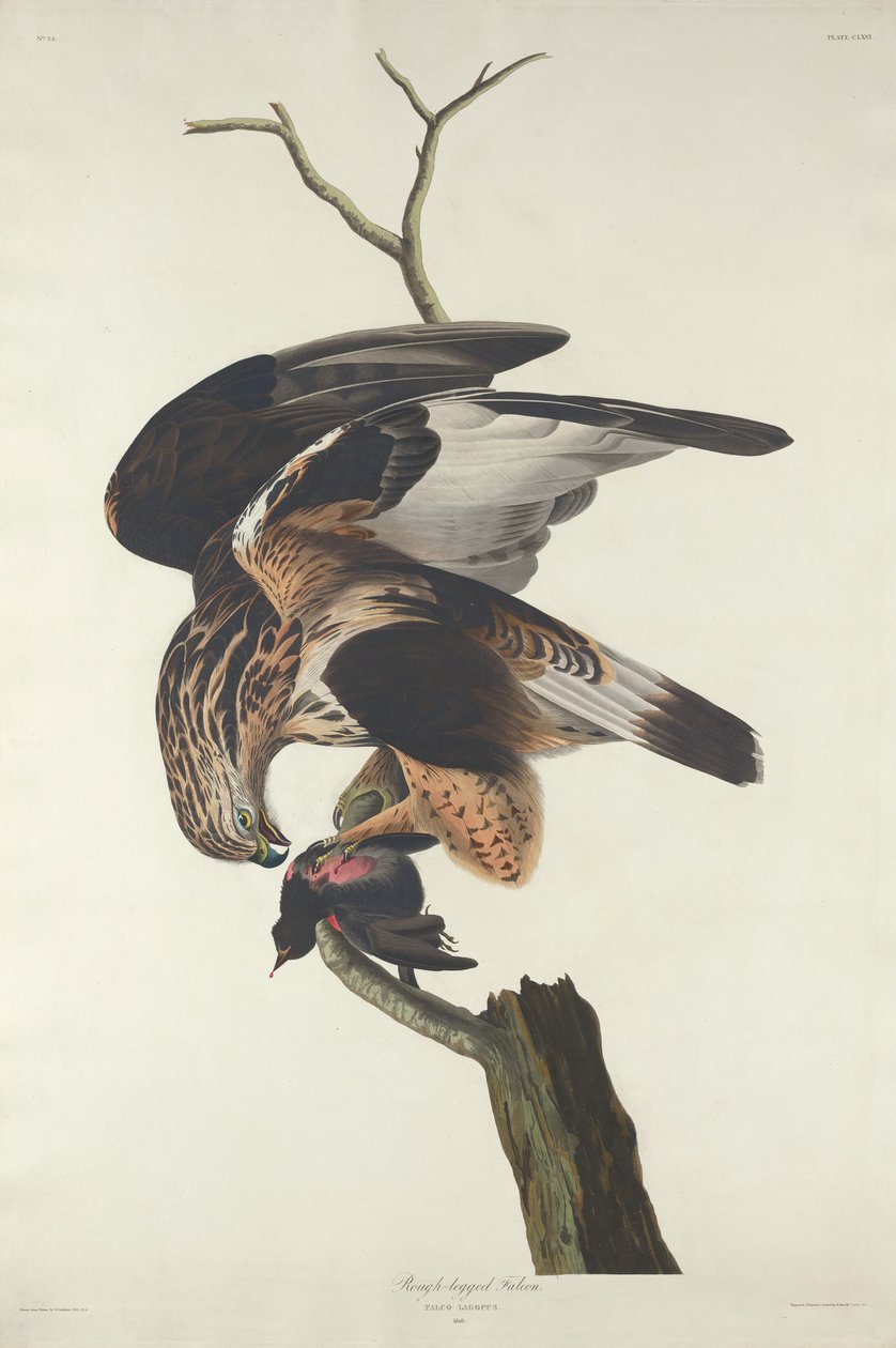 Sokół długonogi autorstwa Robert Havell after John James Audubon
