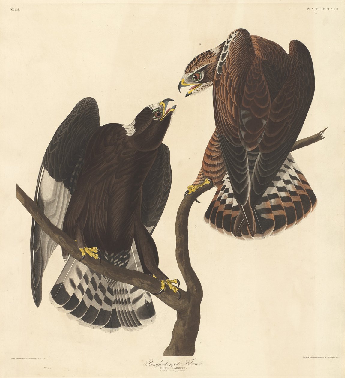 Sokół długonogi autorstwa Robert Havell after John James Audubon