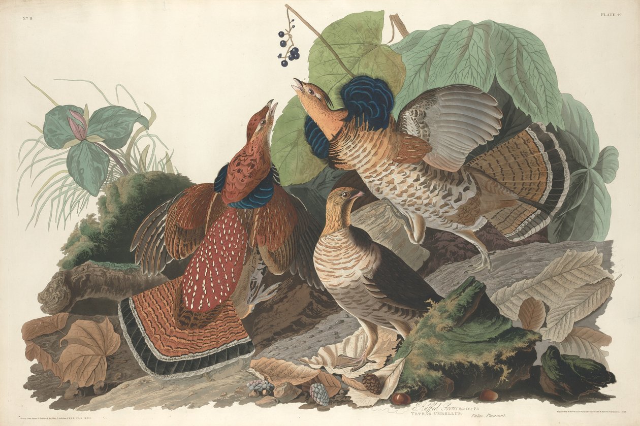 cietrzew autorstwa Robert Havell after John James Audubon