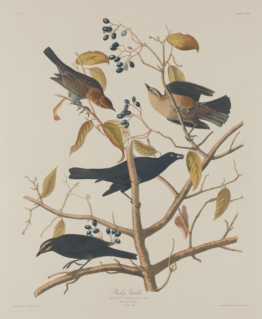 Zardzewiały Grakle autorstwa Robert Havell after John James Audubon