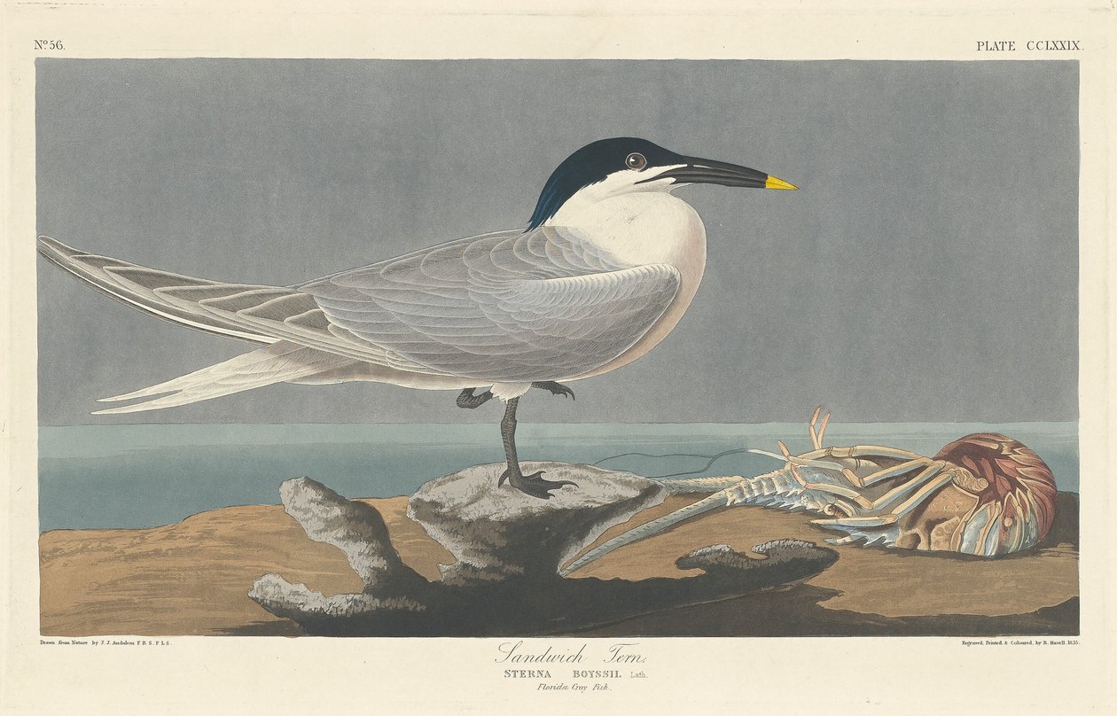 Rybitwa kanapkowa autorstwa Robert Havell after John James Audubon