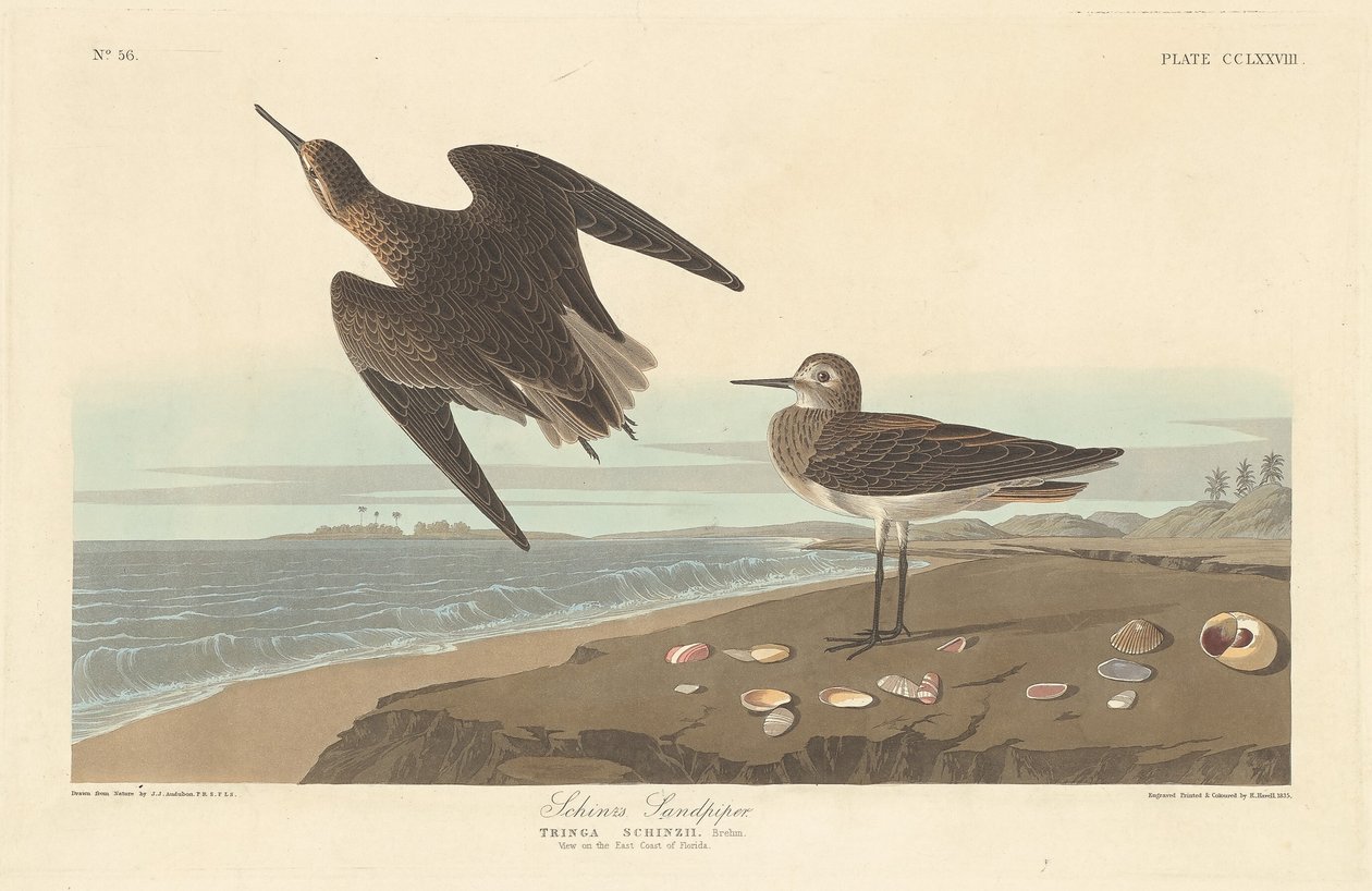 Sandpiper Schinza autorstwa Robert Havell after John James Audubon