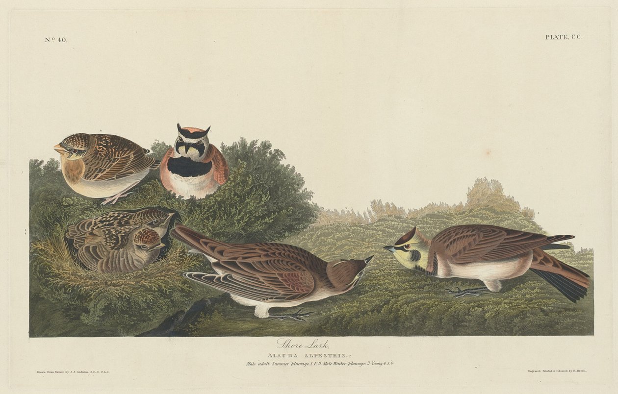 Brzeg Lark autorstwa Robert Havell after John James Audubon