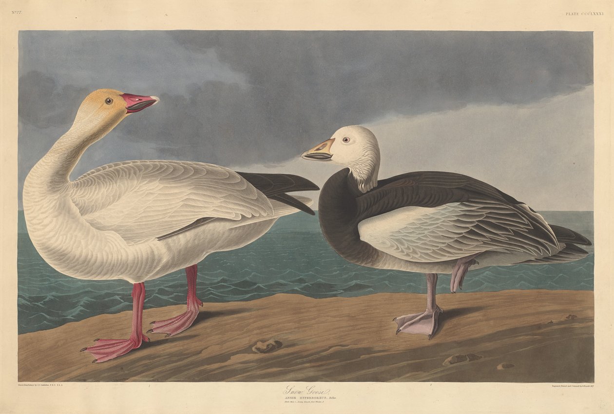 Śnieżna Gęś autorstwa Robert Havell after John James Audubon
