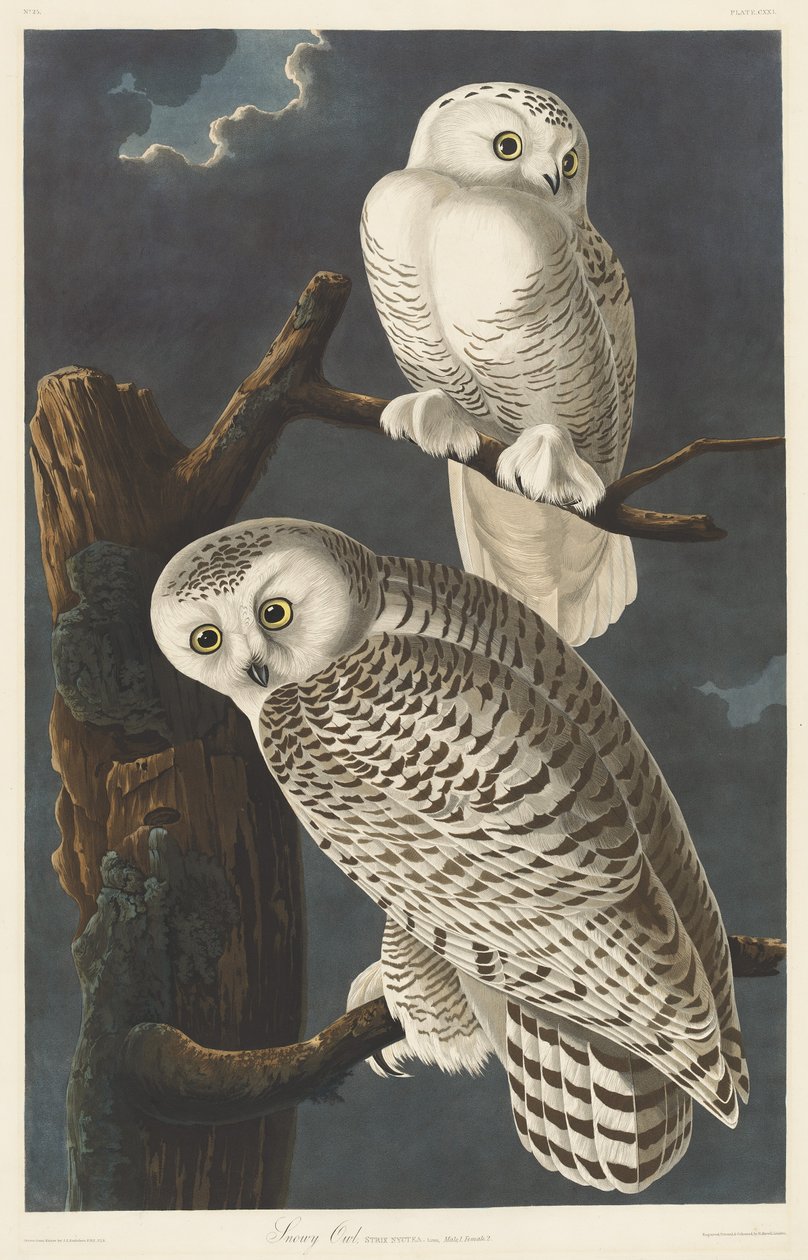 Snowy Owl autorstwa Robert Havell after John James Audubon