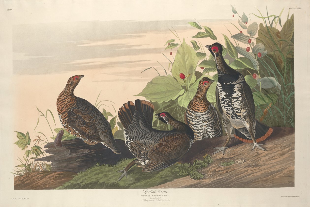 Cętkowany Grous autorstwa Robert Havell after John James Audubon