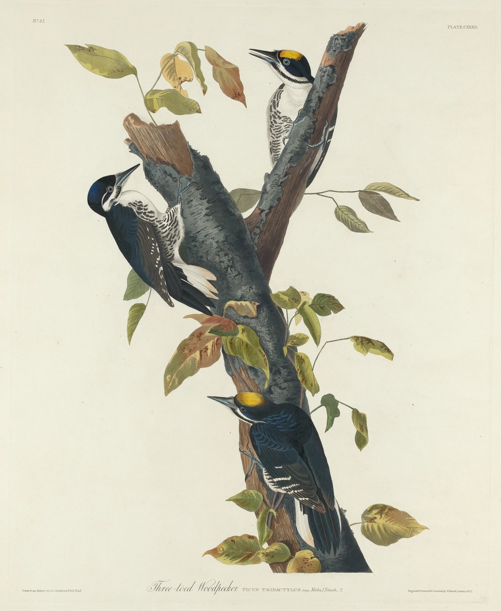 Dzięcioł trójpalczasty autorstwa Robert Havell after John James Audubon