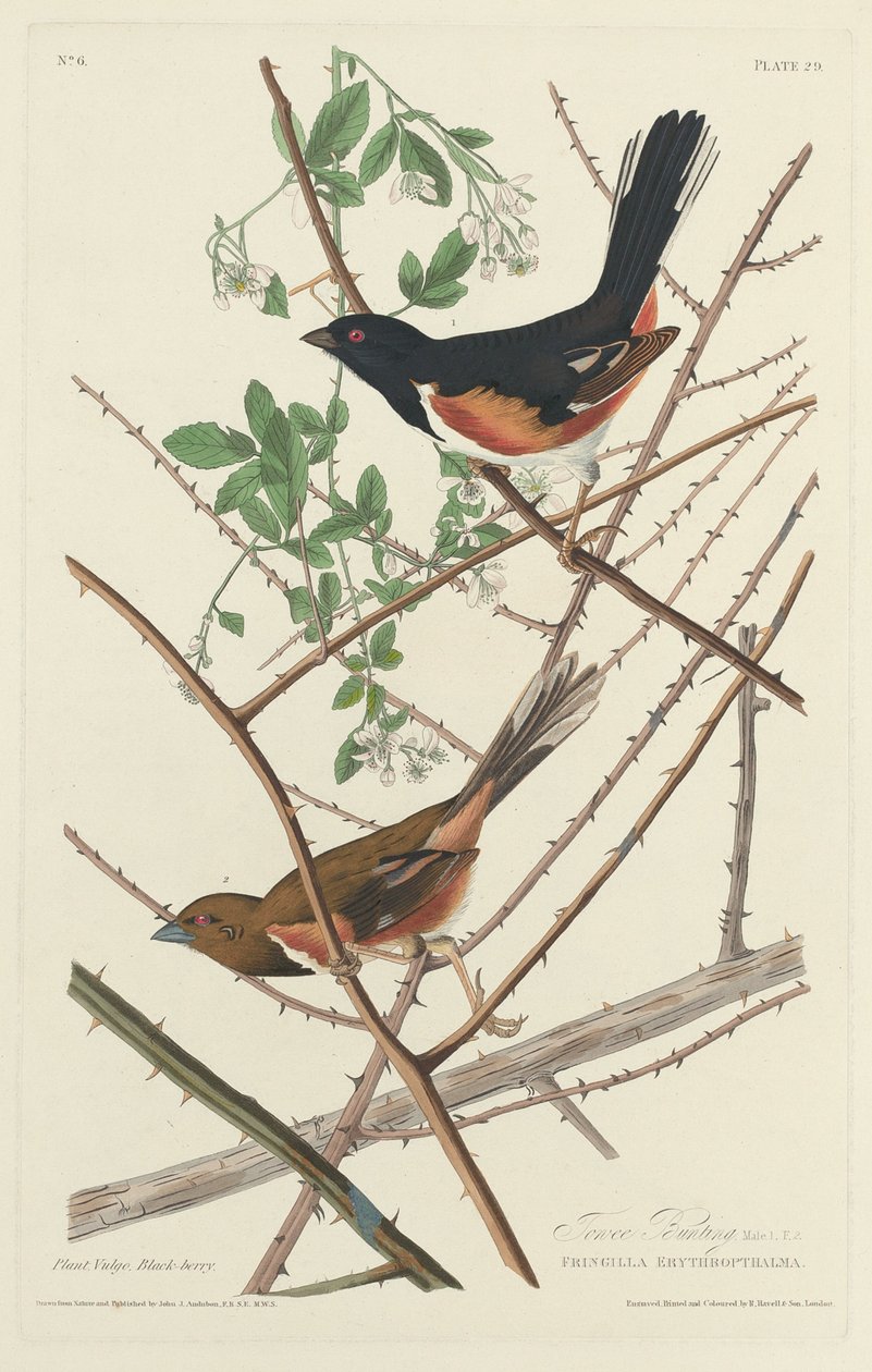 Towee Bunting autorstwa Robert Havell after John James Audubon