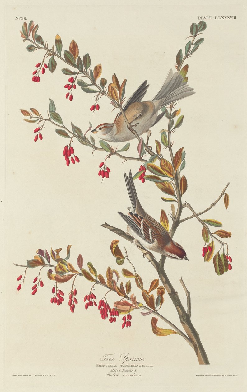 Mazurek autorstwa Robert Havell after John James Audubon