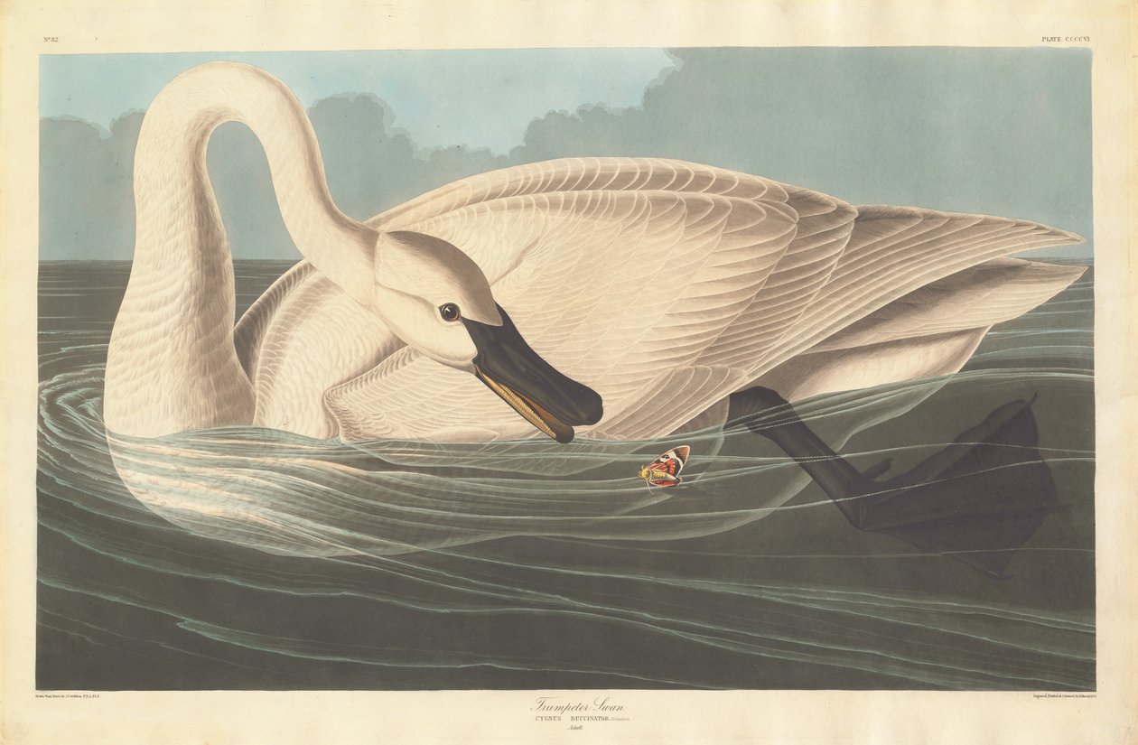 Łabędź trębacz autorstwa Robert Havell after John James Audubon