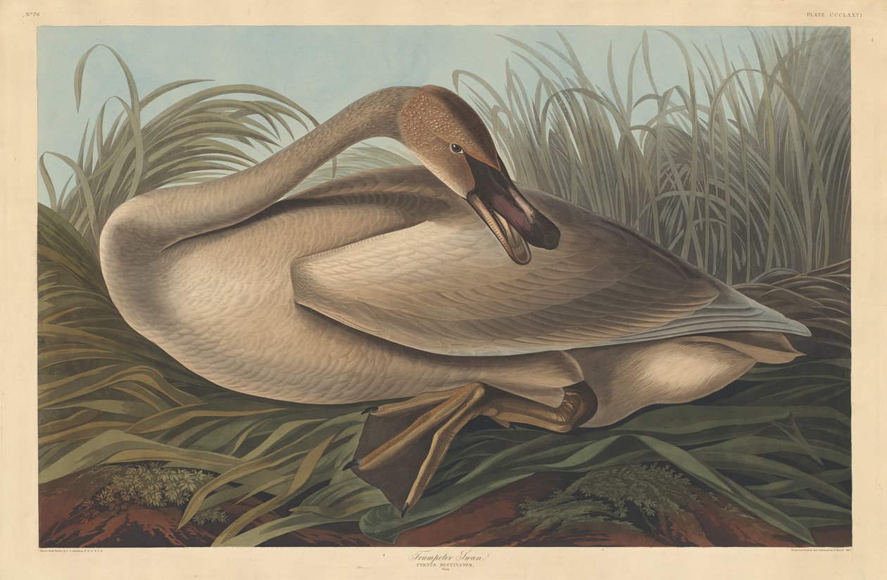 Łabędź trębacz autorstwa Robert Havell after John James Audubon