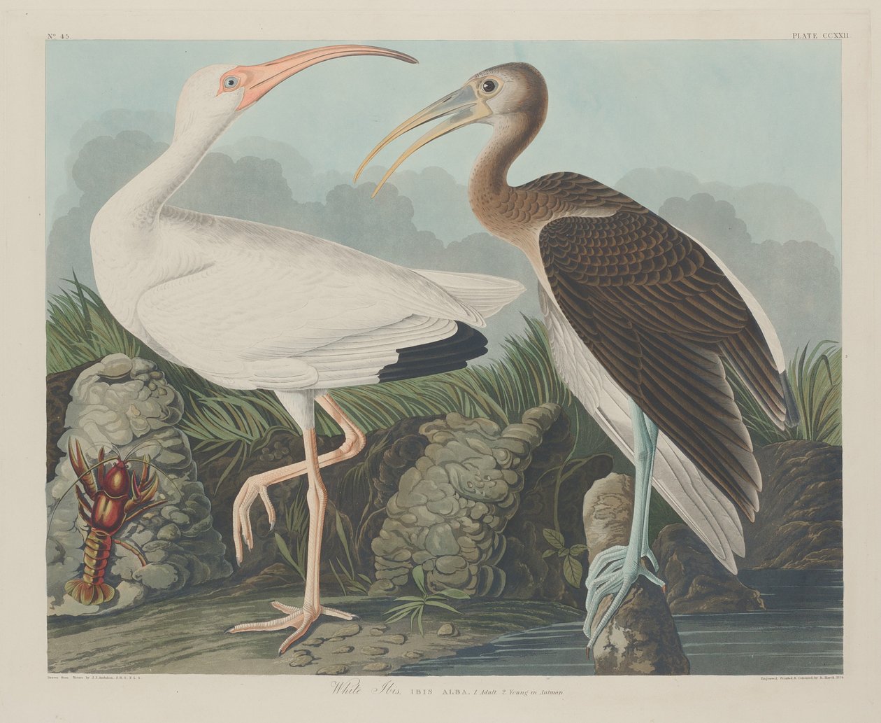 Biały Ibis autorstwa Robert Havell after John James Audubon