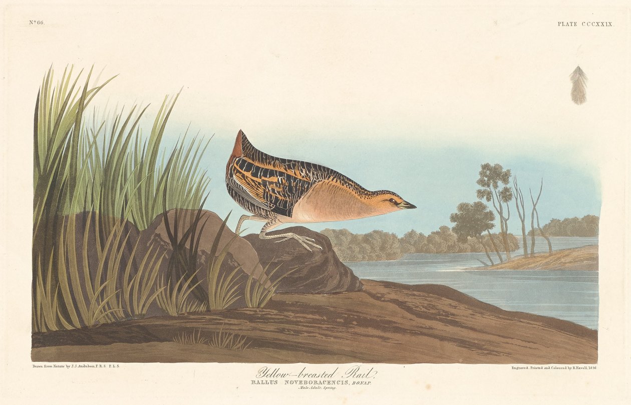 Szyna z żółtymi piersiami autorstwa Robert Havell after John James Audubon